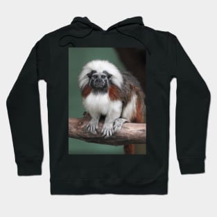 Cotton-top Tamarin Hoodie